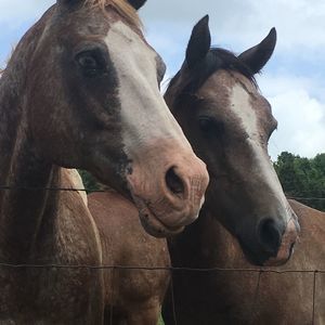 Meet your Posher, Veronica